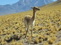 3c_Lagunen-RedStone-Flamingos_026.GH.hd