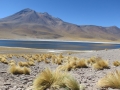 3c_Lagunen-RedStone-Flamingos_057.GH.hd