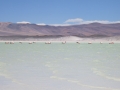 3c_Lagunen-RedStone-Flamingos_172.GH.hd