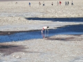 3c_Lagunen-RedStone-Flamingos_221.GH.hd
