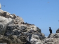 4c_Vina-del-Mar-Küste_18.GH.hd