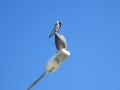4d_Vina-del-Mar-City_29.GH.hd
