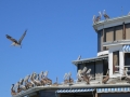 4d_Vina-del-Mar-City_37.GH.hd